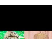 Ogbori Elemoso’s remake: Soun faults Lere Paimo, dismisses copyrights infringement claim