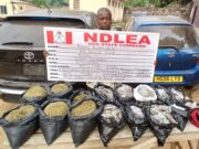 80-year-old ex-convict arrested as NDLEA uncovers illicit drugs in body mannequins